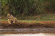 Lion Samburu Kenya